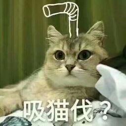 带你吃瓜撸猫,带你领略吃瓜撸猫的悠闲生活