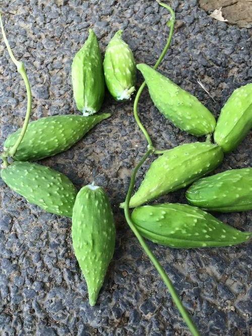 孕妇吃地雷瓜好吗,孕妇食用地雷瓜的安全性探讨