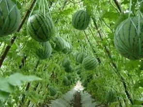 庄河兴隆岗吃瓜,夏日里的瓜香四溢，尽享田园生活乐趣