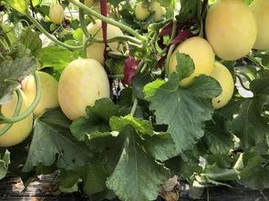 界首水果店吃瓜,瓜果飘香，品味夏日清凉时光