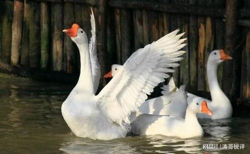 鹅吃瓜七组,揭秘娱乐圈背后的八卦风云