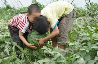 康县老头吃瓜事件,一场引发社会关注的网络风波