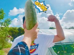 吃瓜太饱,揭秘娱乐圈背后的真相