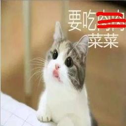 小猫吃瓜情侣头像,小猫吃瓜情侣头像背后的浪漫故事