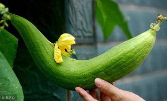 瓜怎么防止鸟吃,守护丰收的秘密武器