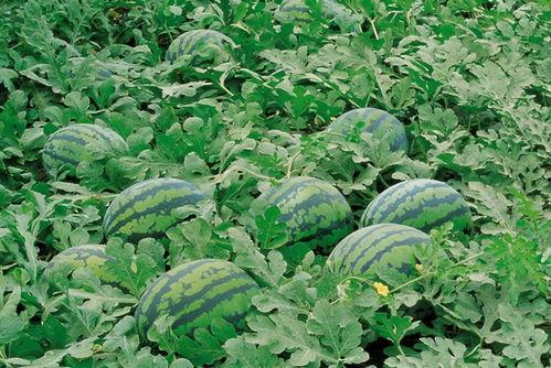 沙河幼师吃瓜群,揭秘幼教圈里的那些事儿