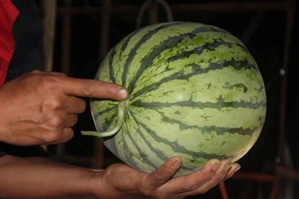 吃瓜怎么挑西瓜,教你如何挑选美味多汁的西瓜