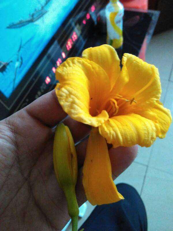 神行花花吃瓜,揭秘娱乐圈背后的秘密与八卦