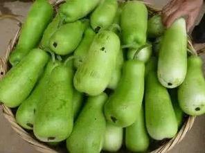 葫芦瓜 怎么吃,创意烹饪指南