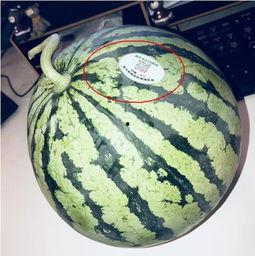 浚县网红吃瓜,揭秘当地美食文化新风尚