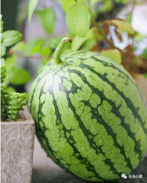 吃瓜现象的心理,揭秘“吃瓜群众”背后的心理奥秘