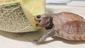 乌龟吃哈密瓜,探索乌龟与哈密瓜的奇妙邂逅