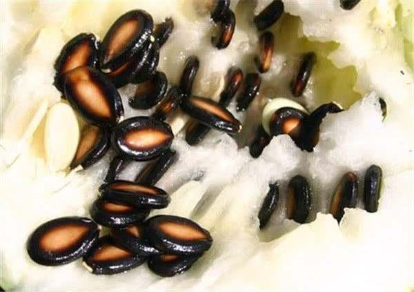 胃癌可以吃籽瓜吗,营养与健康的双重守护